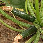 Organic Courgette F1 Defender Seeds
