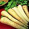 Organic Tender and True Parsnip Seeds