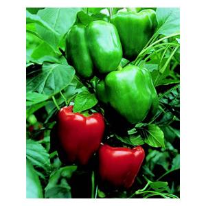 Organic Bendigo Pepper Seeds