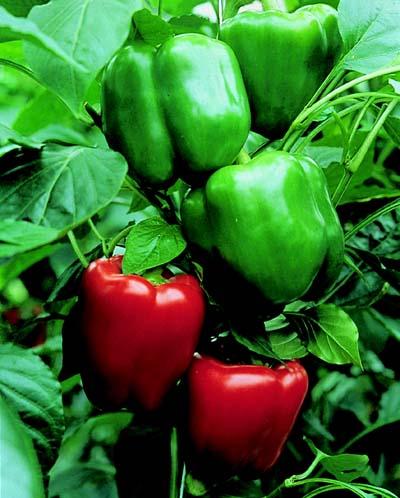 Organic Seeds on Organic Bendigo Pepper Seeds   Harrod Horticultural  Uk