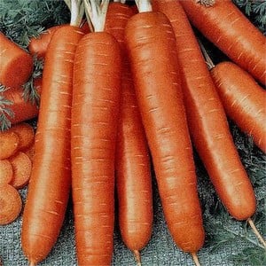 Organic Bambino Carrot Seeds