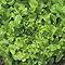 Organic Green Salad Bowl Lettuce Seeds
