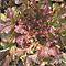 Organic Red Salad Bowl Lettuce Seeds