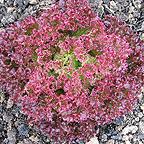 Organic Lollo Rossa Lettuce Seeds