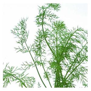 Organic Fennel Herb Seeds