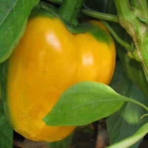 Sweet Pepper Dasti Gallo 3 Plants Organic