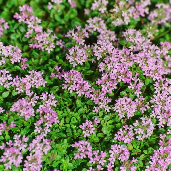 English Thyme Organic Herbs by Harrod Horticultural