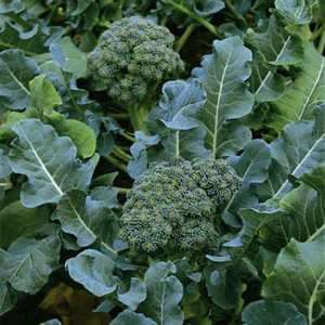 Calabrese Green Sprouting 10 Plants Organic