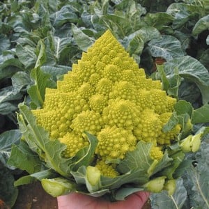 Cauliflower Romanesco Navona 10 Plants Organic