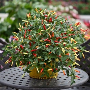 Chilli Pepper Basket Of Fire 3 Plants Organic
