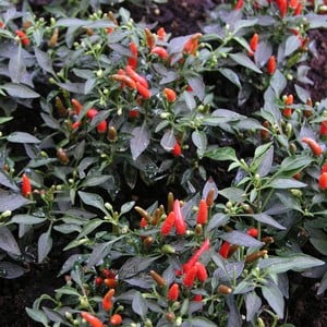 Chilli Pepper Demon Red 3 Plants Organic