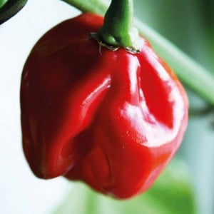 Chilli Pepper Habanero 3 Plants Organic