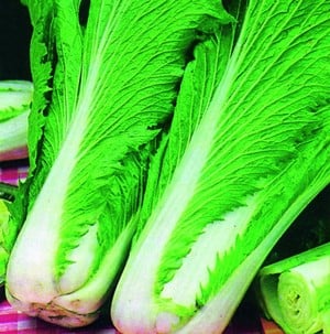 Chinese Cabbage Wong Bok 10 Plants Organic