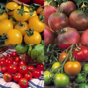 Colourful Tomato Collection (12 Plants) Organic