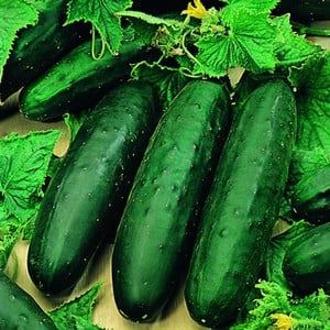 Cucumber Marketmore (5 Plants) Organic
