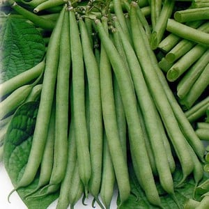 Dwarf French Green Beans 10 Plants Organic