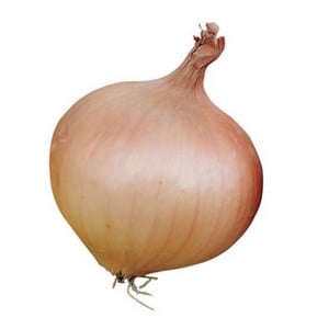Onion Sturton (10 Plants) Organic