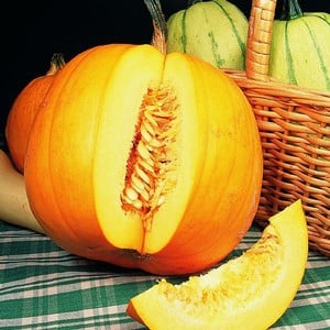 Pumpkins Jack O'lantern (5 Plants) Organic