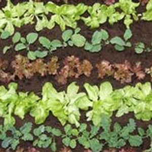 Quick Growing Salad Collection (75 Plants) Organic