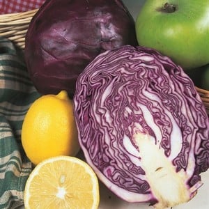 Red Cabbage Red Drumhead (10 Plants) Organic