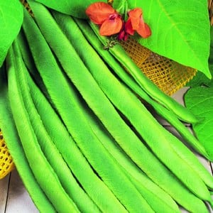 Runner Beans Enorma (10 Plants) Organic