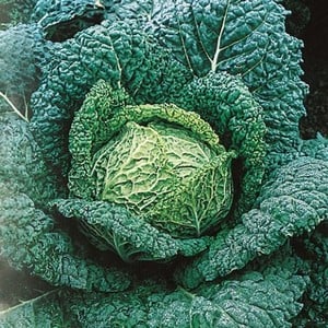 Savoy Cabbage Vertus 10 Plants Organic