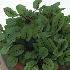 Sorrel Red Veined Sorrel (10 Plants) Organic