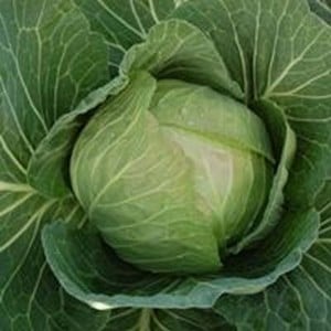 Spring Green Cabbage Evergreen (10 Plants) Organic