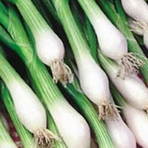 Spring Onions White Lisbon (10 Plants) Organic