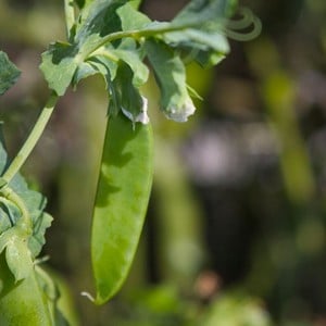 Sugar Snap Peas (10 Plants) Organic