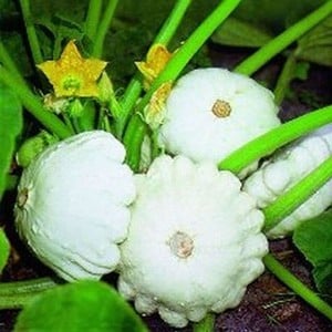 Summer Squash Custard White (3 Plants) Organic