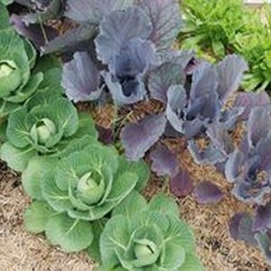 Super Healthy Brassica Collection 35 Plants Organic