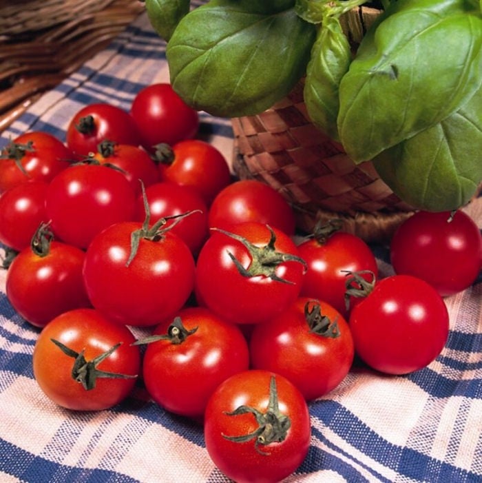 Tomato Gardeners Delight (5 Plants) Organic Harrod Horticultural