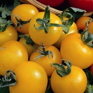 Tomato Golden Sunrise 5 Plants Organic