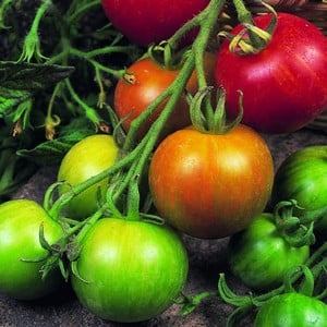 Tomato Tigerella 5 Plants Organic