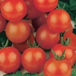 Tomato Tiny Tim (5 Plants) Organic