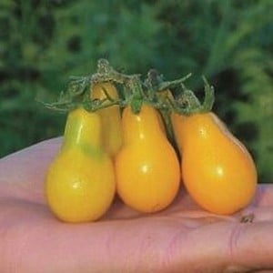 Tomato Yellow Pear 5 Plants Organic