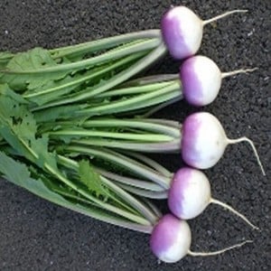 Turnip Sweetbell 10 Plants Organic