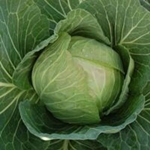 White Cabbage 10 Plants Organic