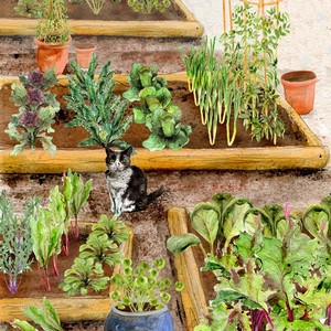 Small Vegetable Garden