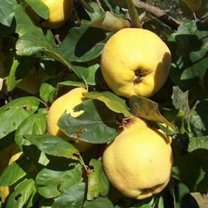 Organic Vranja Quince Tree