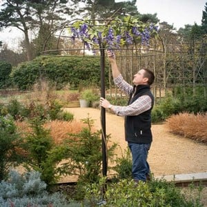 Harrod Wisteria Umbrella