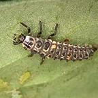 Aphid Control using Ladybird Larvae