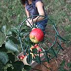 Apple Picker Apple Picker