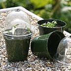 Bell Boy Mini Propagators (12 Pack)
