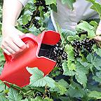 Berry Picker Berry Picker