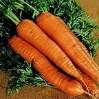Carrot Autumn King Carrot Autumn King