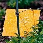Carrot Root Fly Trap