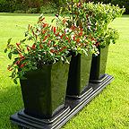 Chilligrow