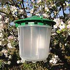 Codling Moth Trap